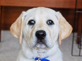Visit Paradise Kennels